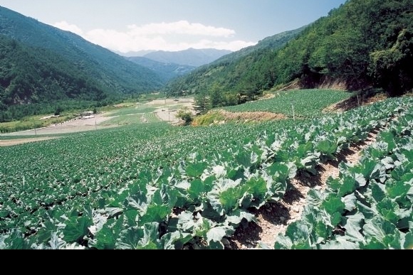 包菜地 庄稼 绿色植物 田园风光 大棚蔬菜 青菜地 绿色蔬菜 生物世界 蔬菜 菜园蔬菜 摄影图