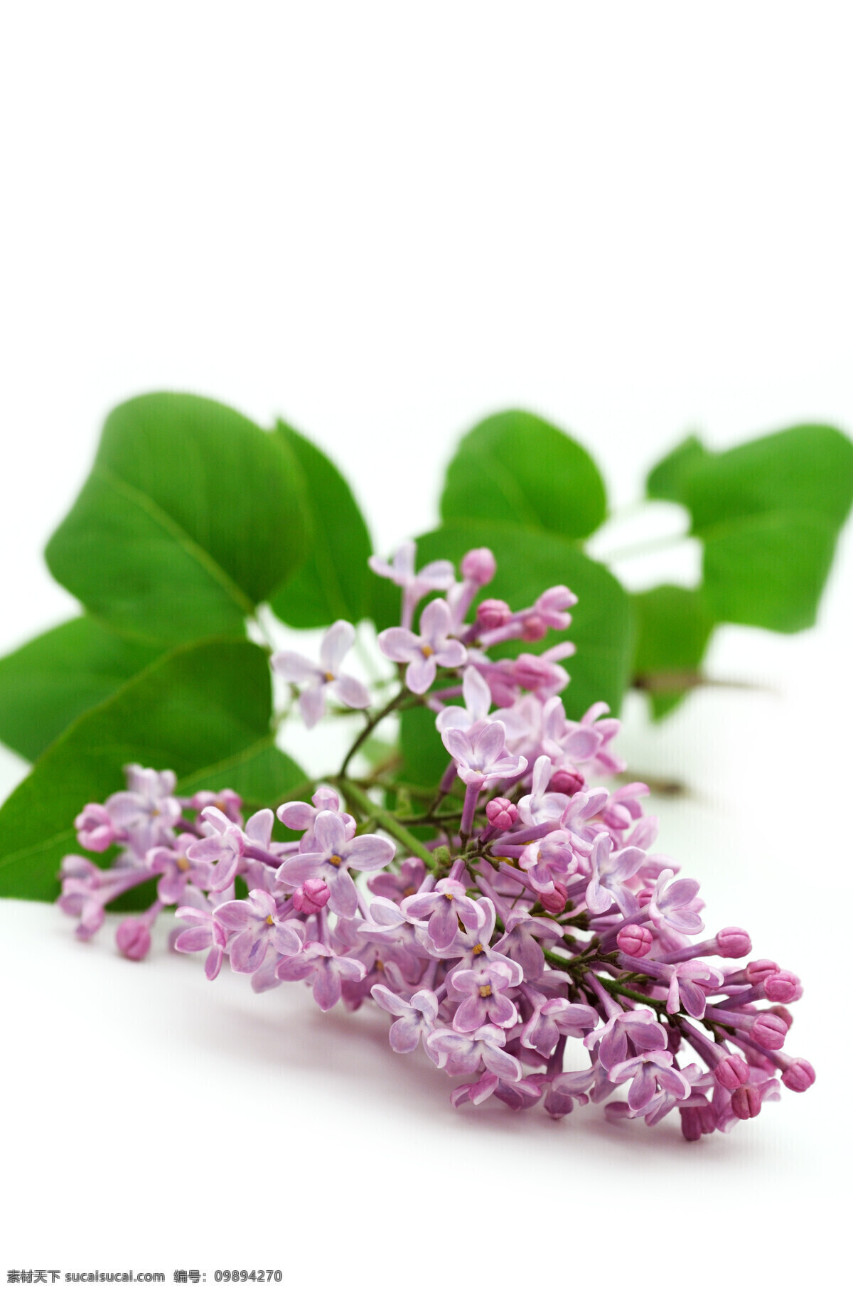 丁香花 特写 紫丁香 花卉 花朵 鲜花 花 花束 鲜艳 艳丽 植物 花草 鲜花摄影 盛开 花草树木 生物世界