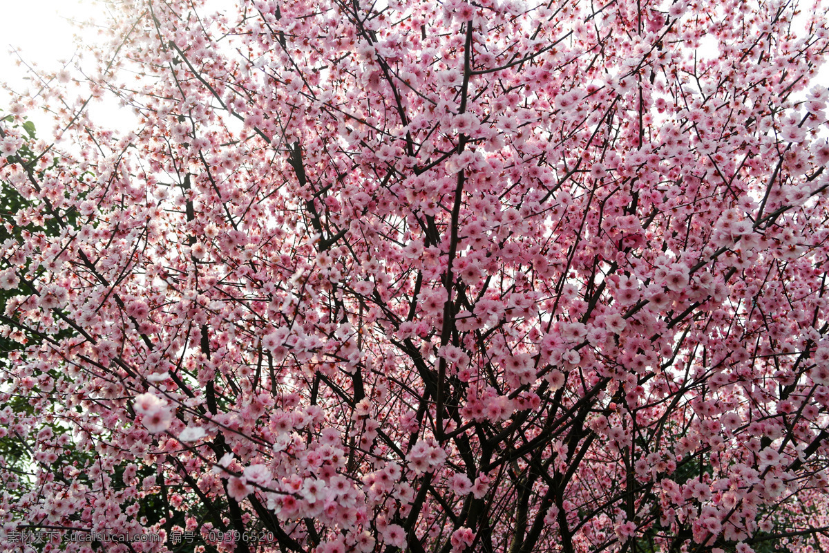 梅林 梅园 公园 红梅 红梅花 一片花 花梅 花海 花树 花片 一丛花 花卉 梅花 生物世界 花草