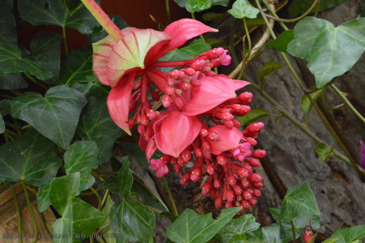 宝莲花 珍珠宝莲 宝莲灯 美丁花 花卉 花骨朵 花草 花瓣 绿化景观 常绿灌木 花卉大观园 生物世界