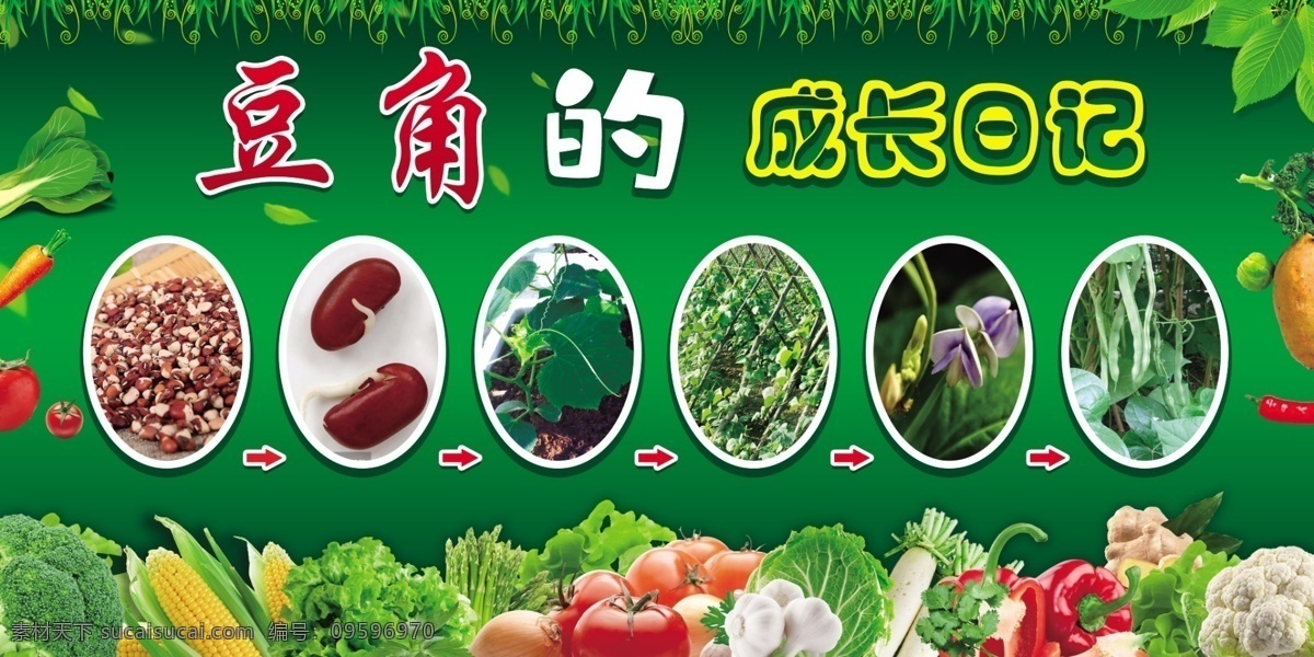 蔬菜 成长 日记 蔬菜小苗 种子 培育 植物成长 幼儿园绿植 分层