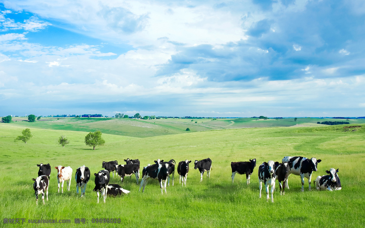 奶牛场 奶牛 草原 牧场 奶牛牧场 牛 牧牛 牛羊成群 牛羊 动物世界
