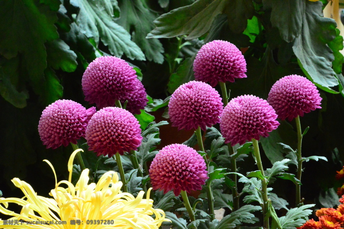观赏花卉 秋菊 园艺 花卉素材 寿客 金英 黄华 陶菊 花卉 花儿 花草 花朵 花瓣 花蕊 菊菊花 生物世界