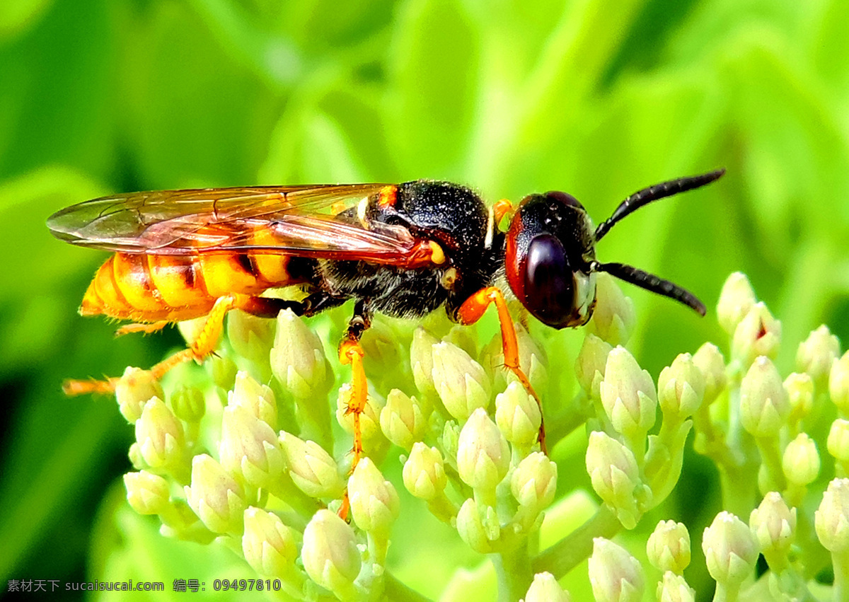 马蜂 胡峰 景天花 生物世界 生态 环境 红山蜜蜂 昆虫 绿色