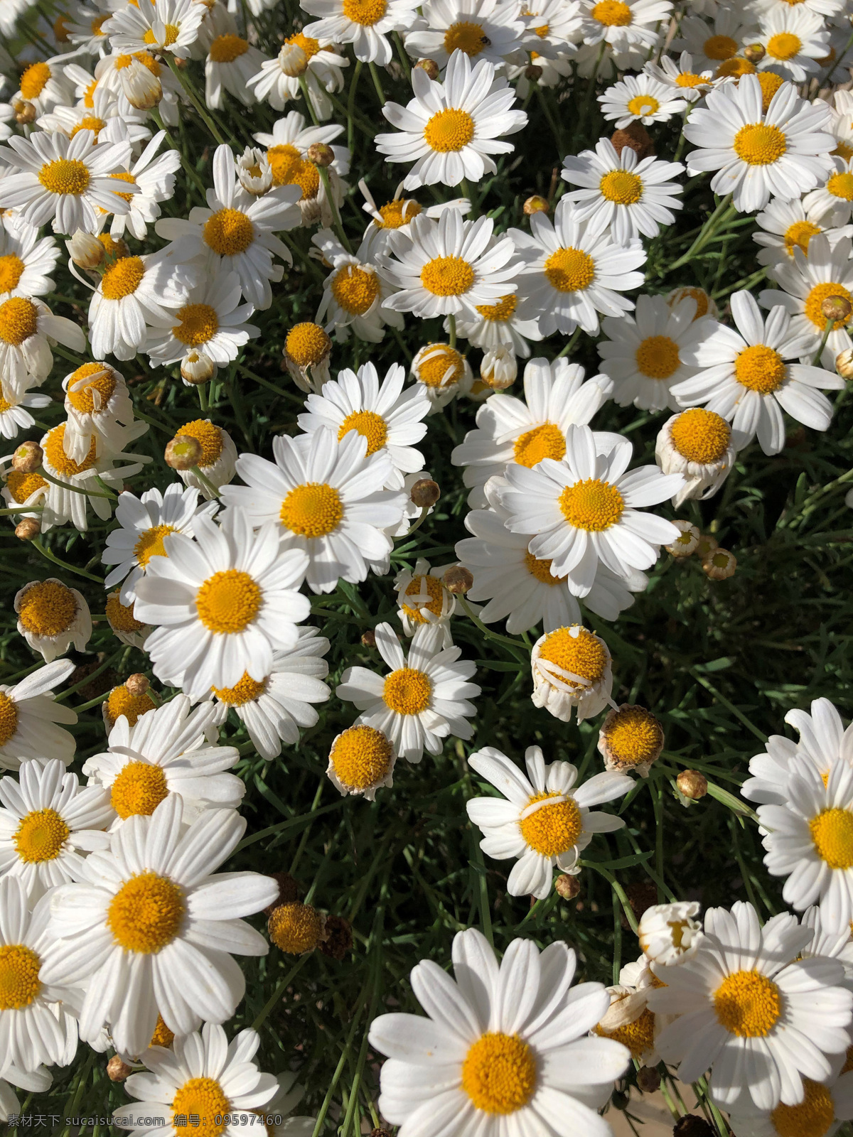 雏菊 花 花园 性质 植物 春天 夏季 花瓣 季节 植物学 唯美图片 唯美壁纸 壁纸图片 桌面壁纸 壁纸 背景素材 手机壁纸 创意 生物世界 花草