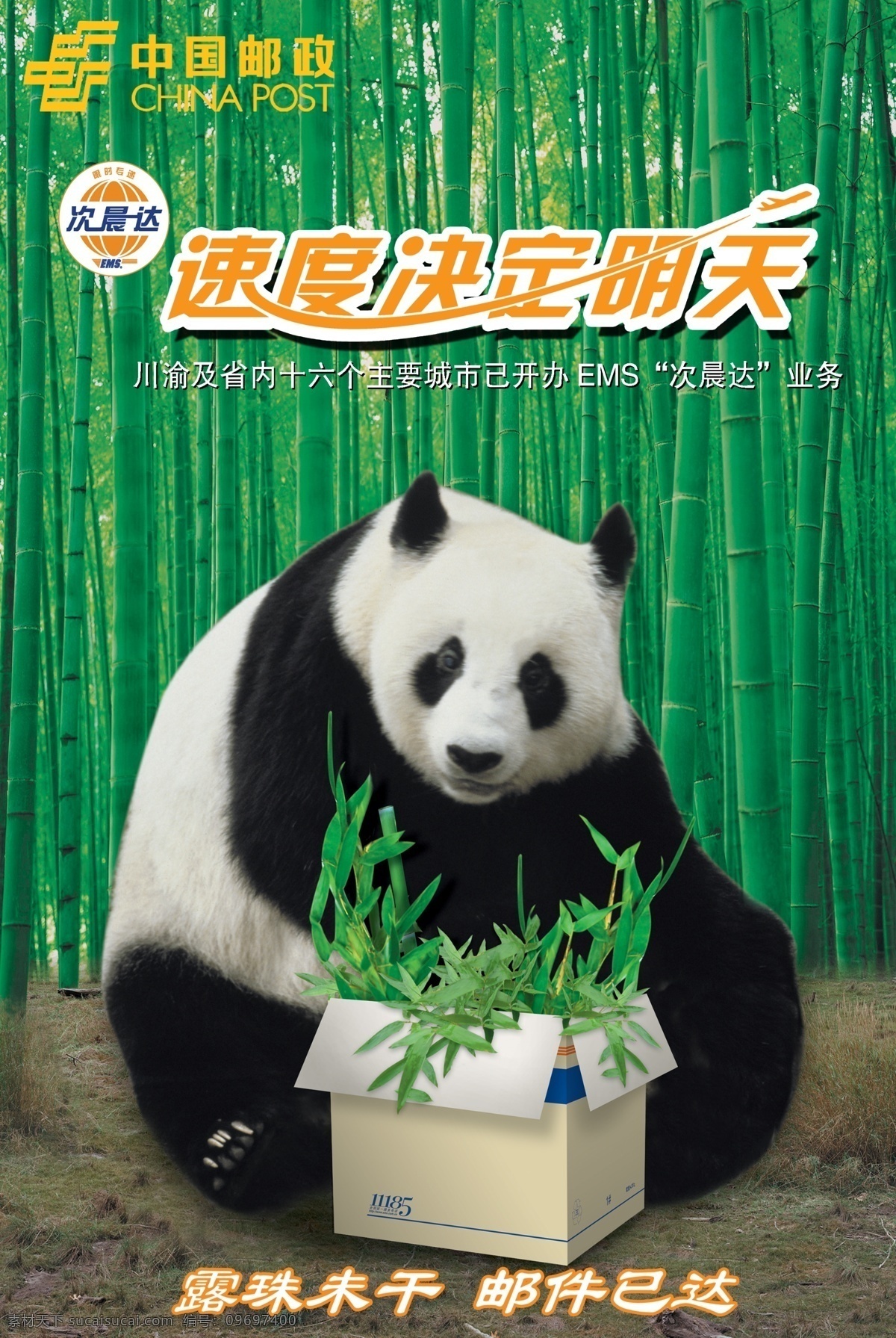 中国 邮政 背景 熊猫 中国邮政 竹海 竹林 psd源文件