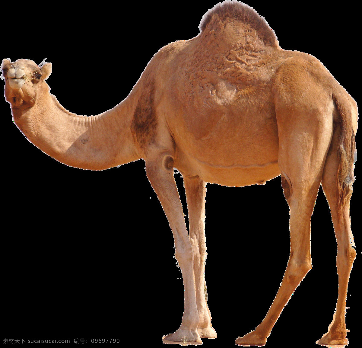 骆驼 骆驼素材 骆驼免抠 骆驼png 动物