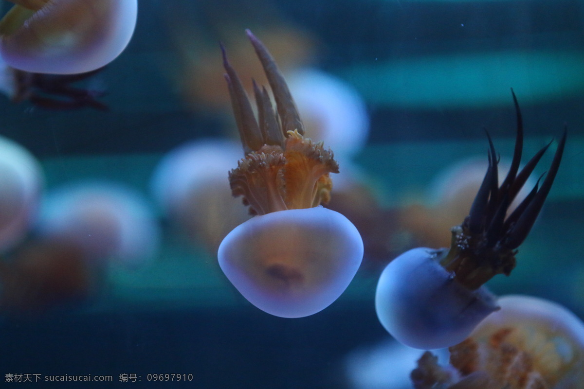 水母图片 旅游 海洋馆 热带鱼 温州乐园 水族 动物世界 生物世界 海洋生物