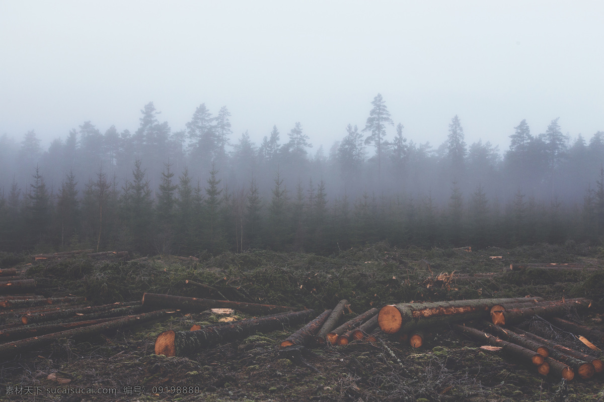 早晨 雾气 雾霭 树林 森林 砍伐 伐木 破坏环境 环保 地球灾难 消失 自然景观 自然风景