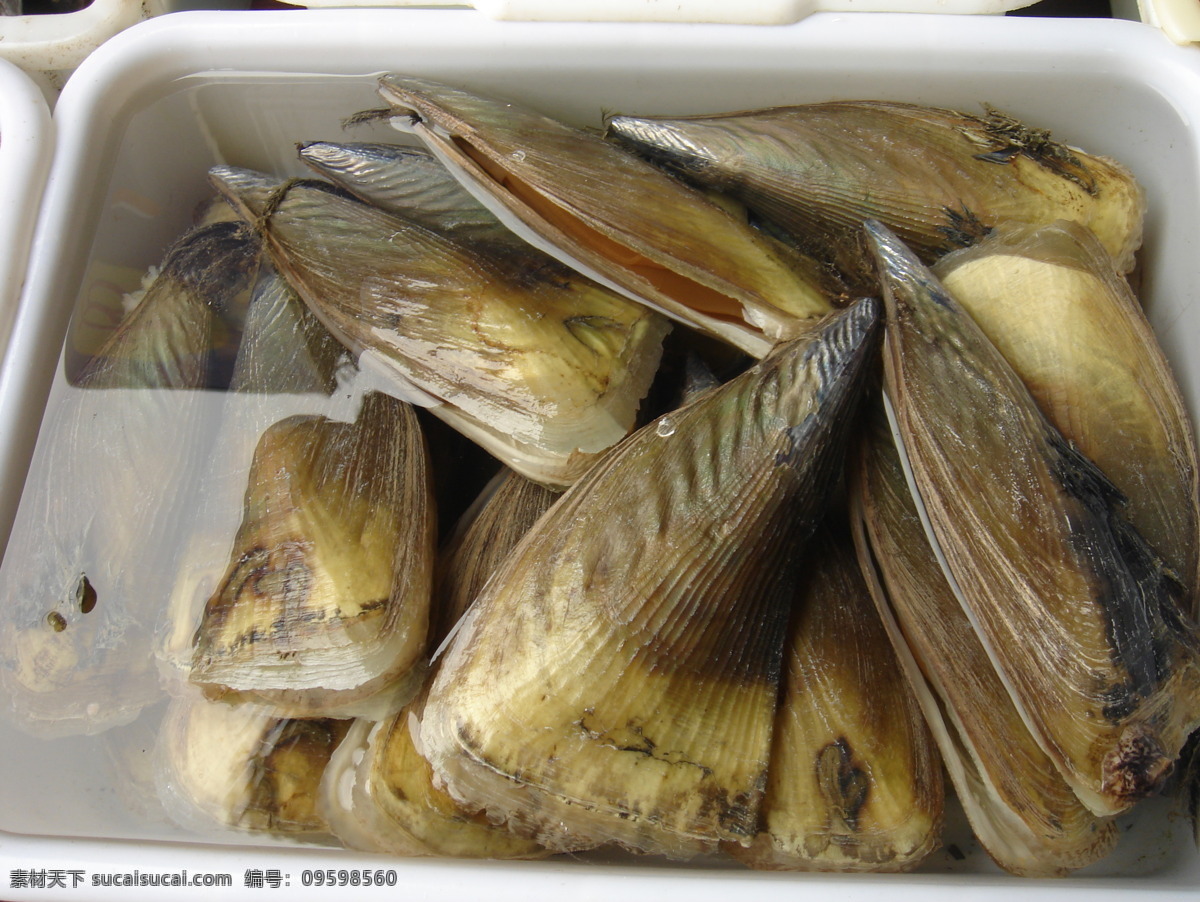 青口贝 贝 青口 海鲜 河鲜 一盘 食物原料 餐饮美食