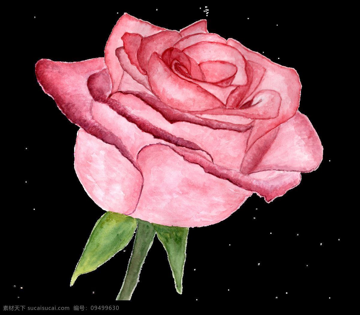 玫瑰 特写 透明 粉色 红心 透明素材 免扣素材 装饰图案