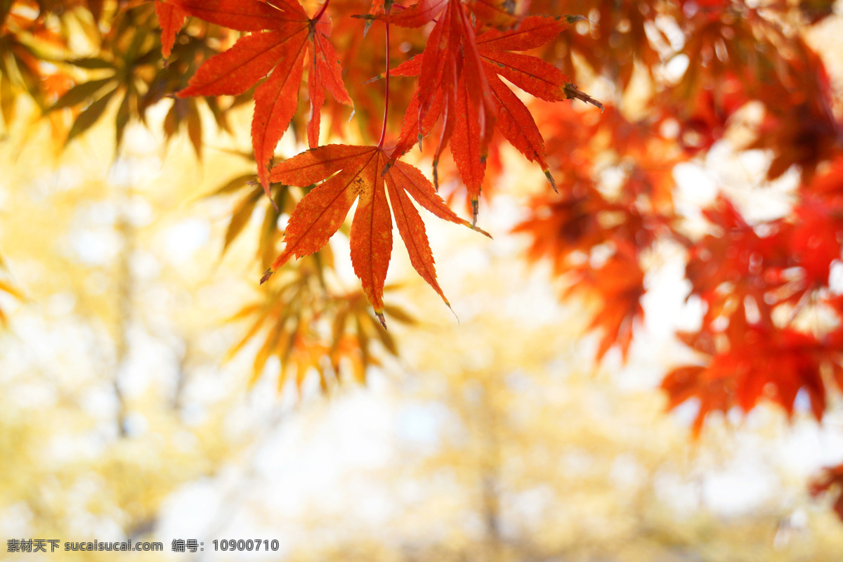 枫叶 秋叶 秋天红叶 植物 红叶烂漫 秋叶如火 红枫 生物世界 树木树叶