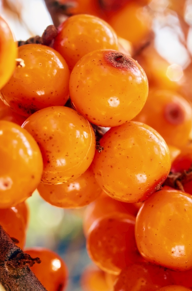 沙棘高清图片 沙棘 果子 水果 橙色 健康 放大 高清 微距 带刺 浆果 生物世界