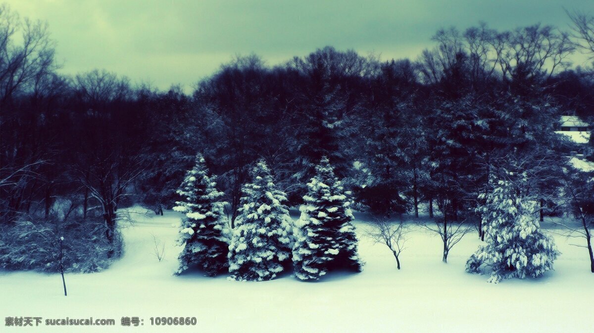 冬天 风景 冬季 唯美森林 雪 生活 旅游餐饮