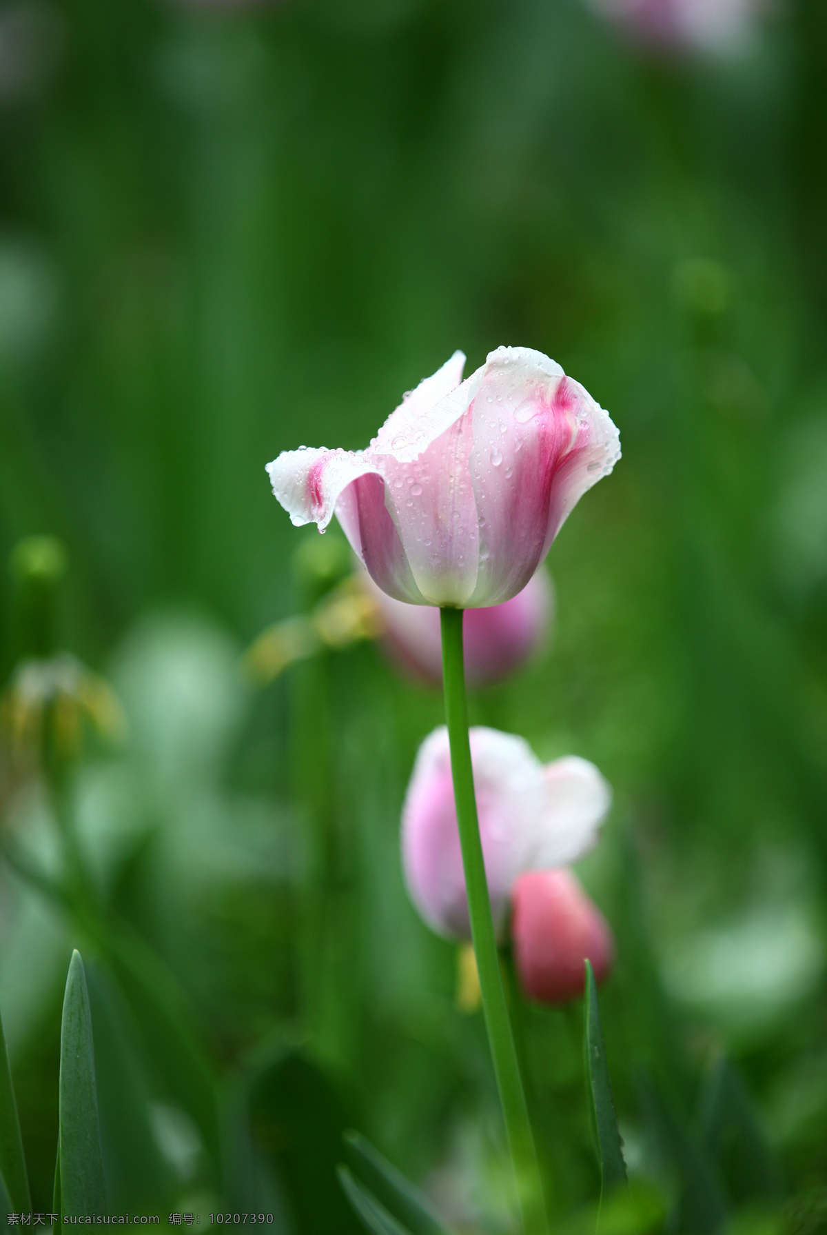 粉色郁金香 郁金香 两支郁金香 春色 绿色中的粉嫩 花 生物世界 花草