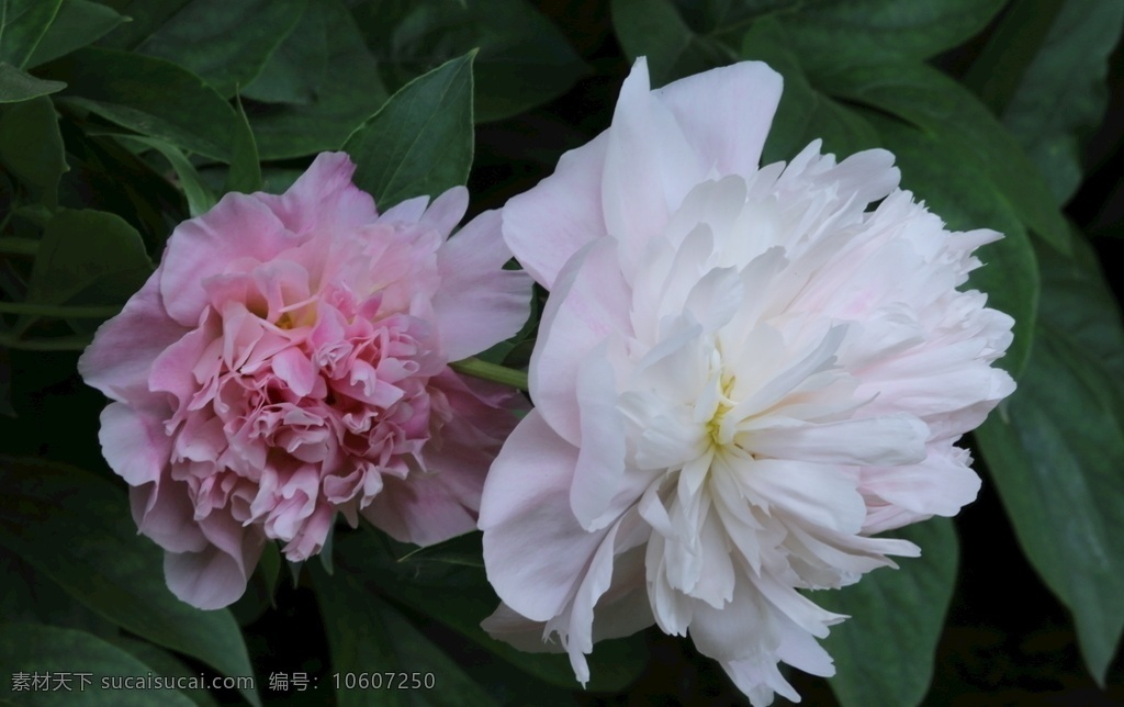 芍药花 芍药 草本植物 观赏花卉 将离 离草 花卉 花儿 花骨朵 花草 植物 园林绿化 绿化景观 花朵 花蕊 芍药牡丹 生物世界