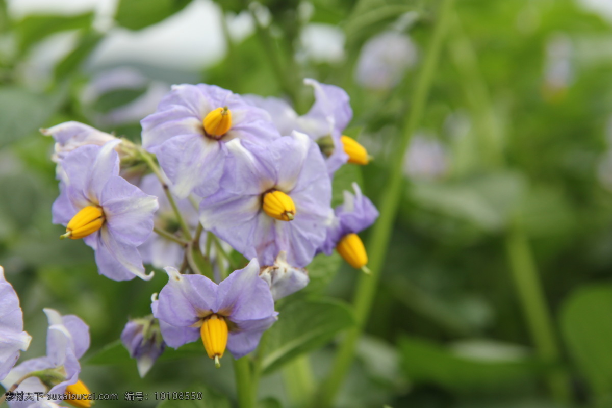 马铃薯 花开 灿烂 马铃薯花 土豆花 洋芋花 土豆 花 生物世界 花草