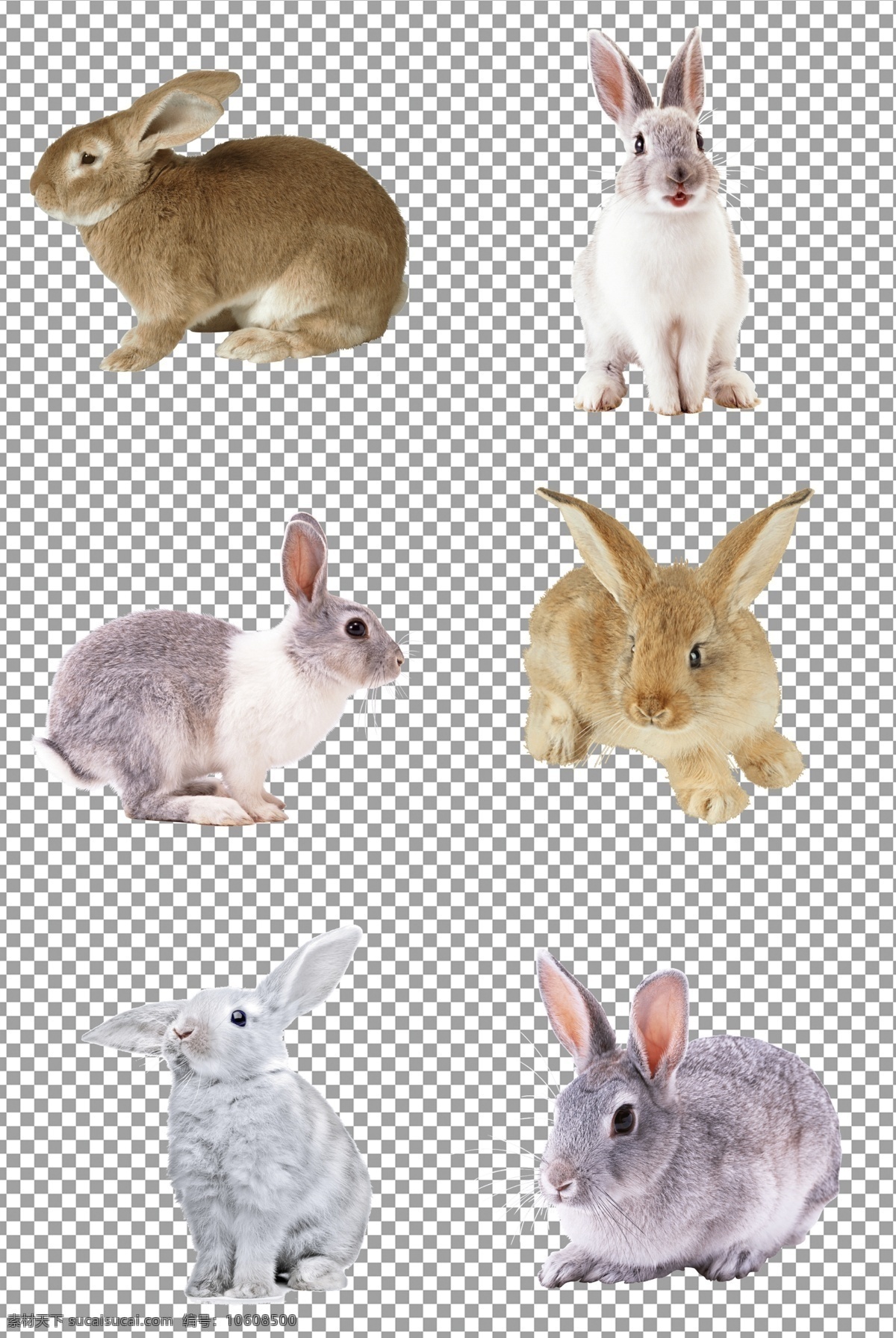 可爱兔子 可爱 兔子 家养 小兔子 免抠 无背景 免抠图 抠图 元素 透明 通道 png免抠图 分层