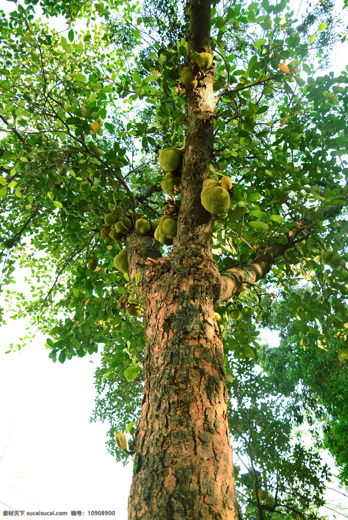 菠萝蜜树木 水果树 热带水果 菠萝蜜 热带果木 生物世界 树木树叶