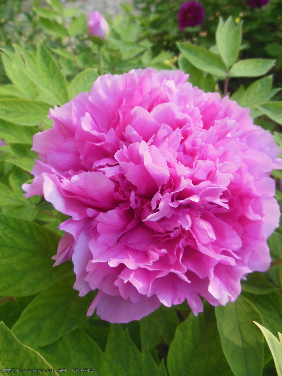 牡丹花 牡丹 大花 粉色花 花朵 花蕊 叶子 牡丹园 春天 生物世界 一组牡丹花 花草