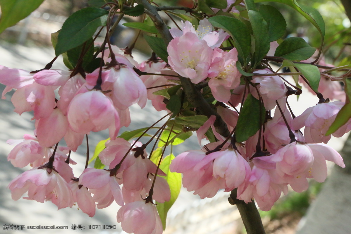 樱花 满园春色 花枝 玉渊潭樱花节 玉渊潭春色 树干 花朵 春色 花卉 花儿 花骨朵 花草 树枝 枝叶 园林景观 绿化景观 生物世界