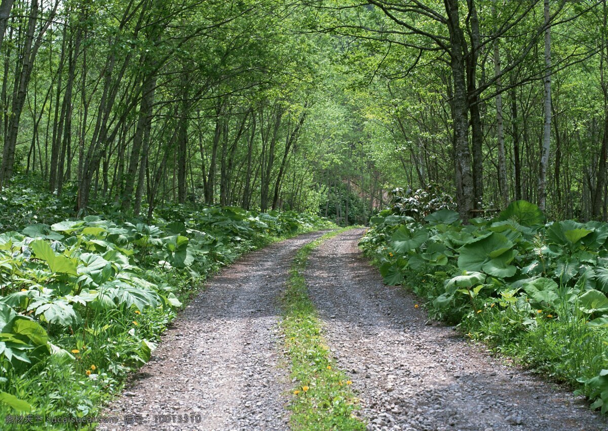 绿荫小路
