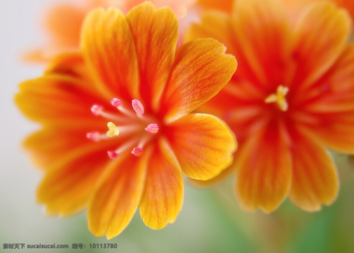 花卉开花素材 开花 橙 光明 黄色 橙色