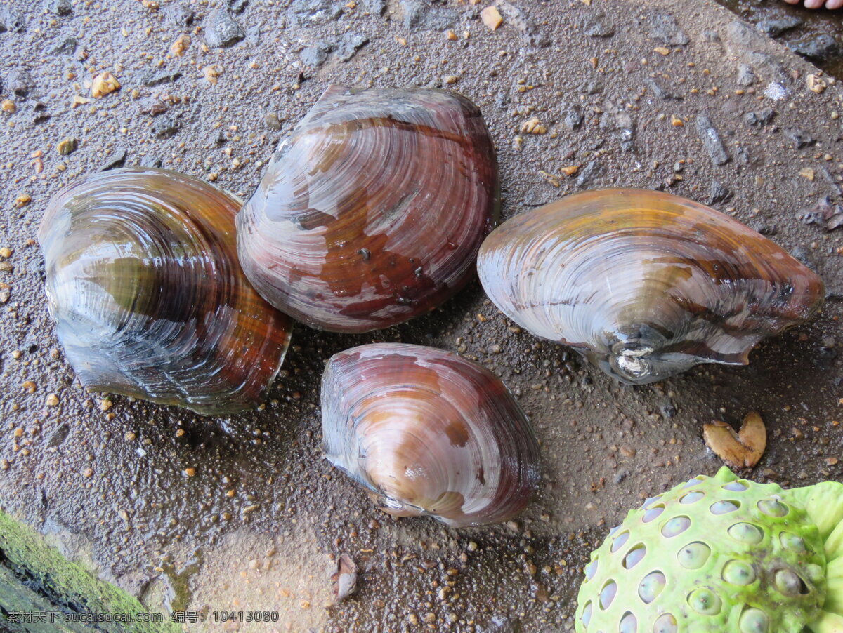 水蚌 河蚌图片 河蚌素材 鲜河蚌 生物世界 其他生物