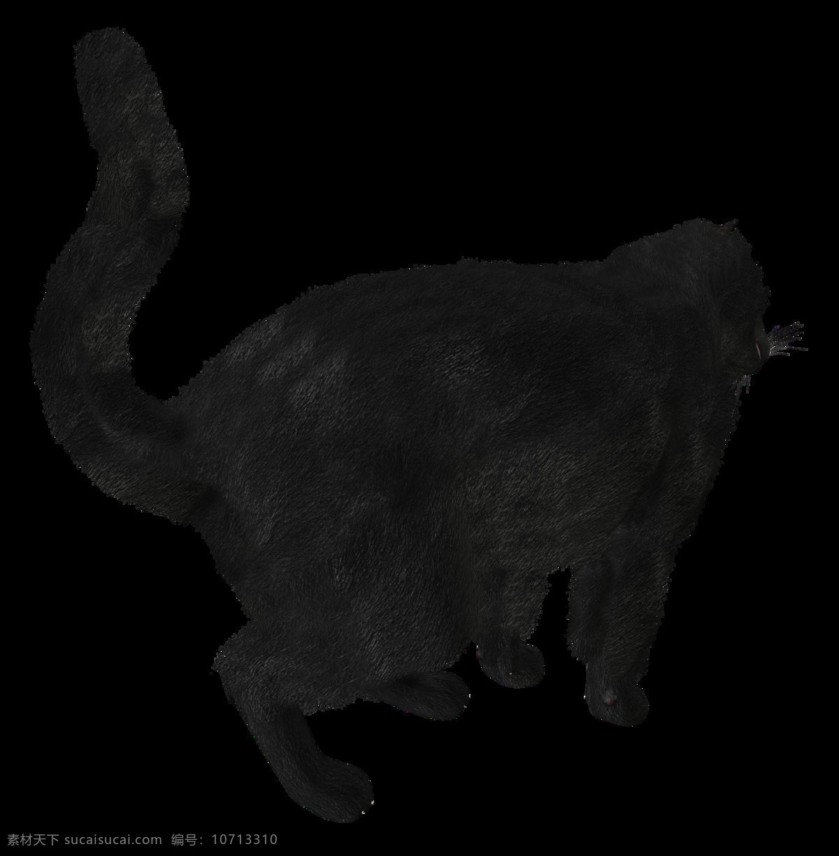 黑色 猫 剪影 免 抠 透明 图 层 蝙蝠素材 可爱动物图片 家禽 家畜 动物大全 野生动物 世界 上 最 萌 动物 可爱小狗图片 死人 小 动物图片 野生动物图片 萌宠图片