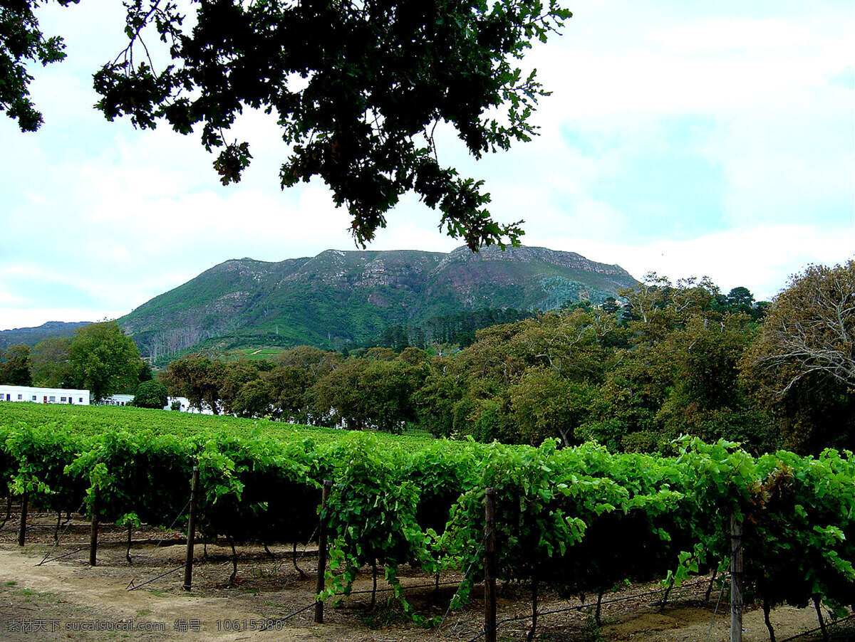 葡萄酒 庄园 葡萄架 南非 种植 风景 生活 旅游餐饮