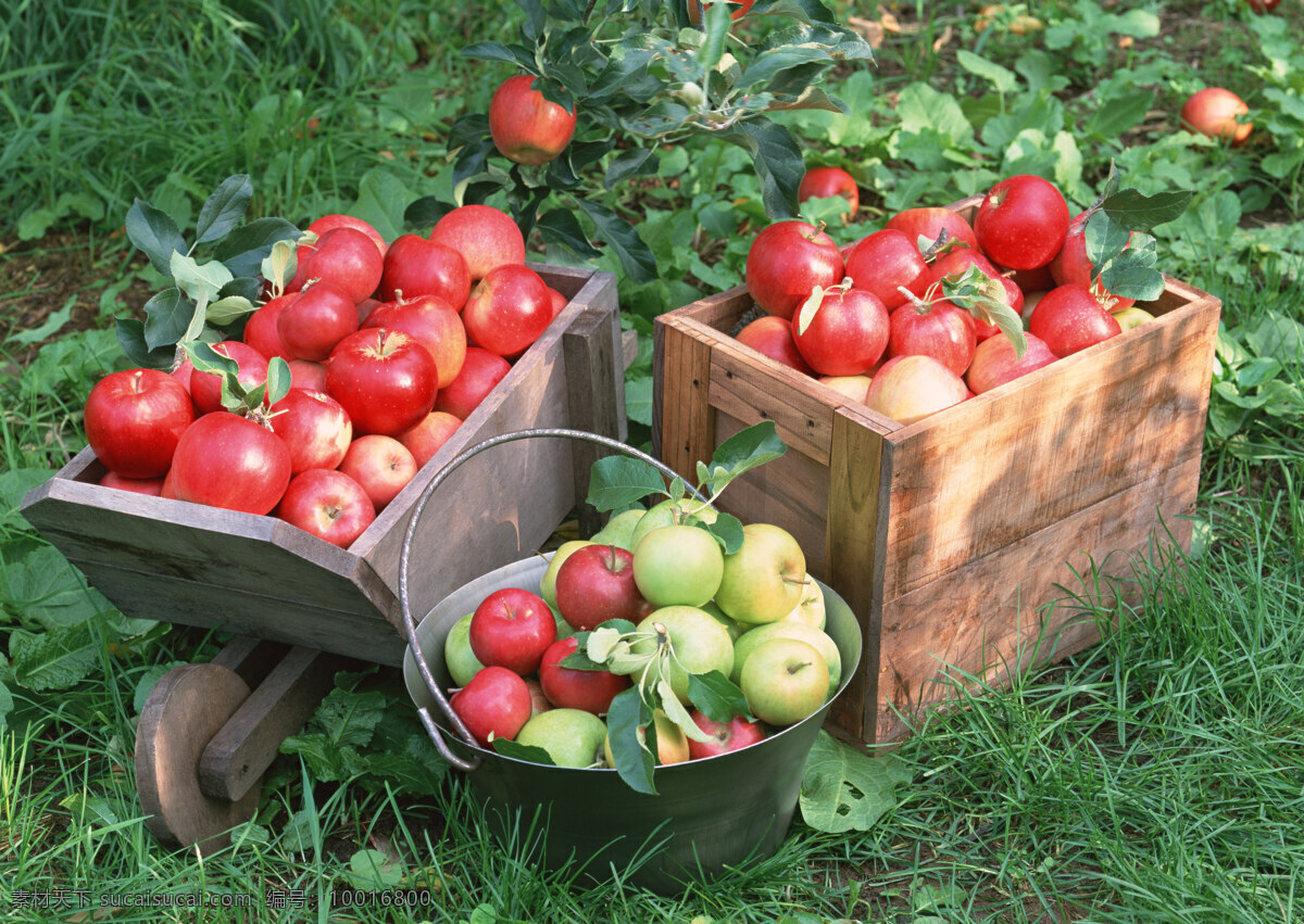 苹果 素材图片 苹果树 树叶 水果箱 水果 果子 生物世界 摄影图片 水果图片 水果素材 绿色 健康水果 草地 新鲜水果 苹果图片 餐饮美食