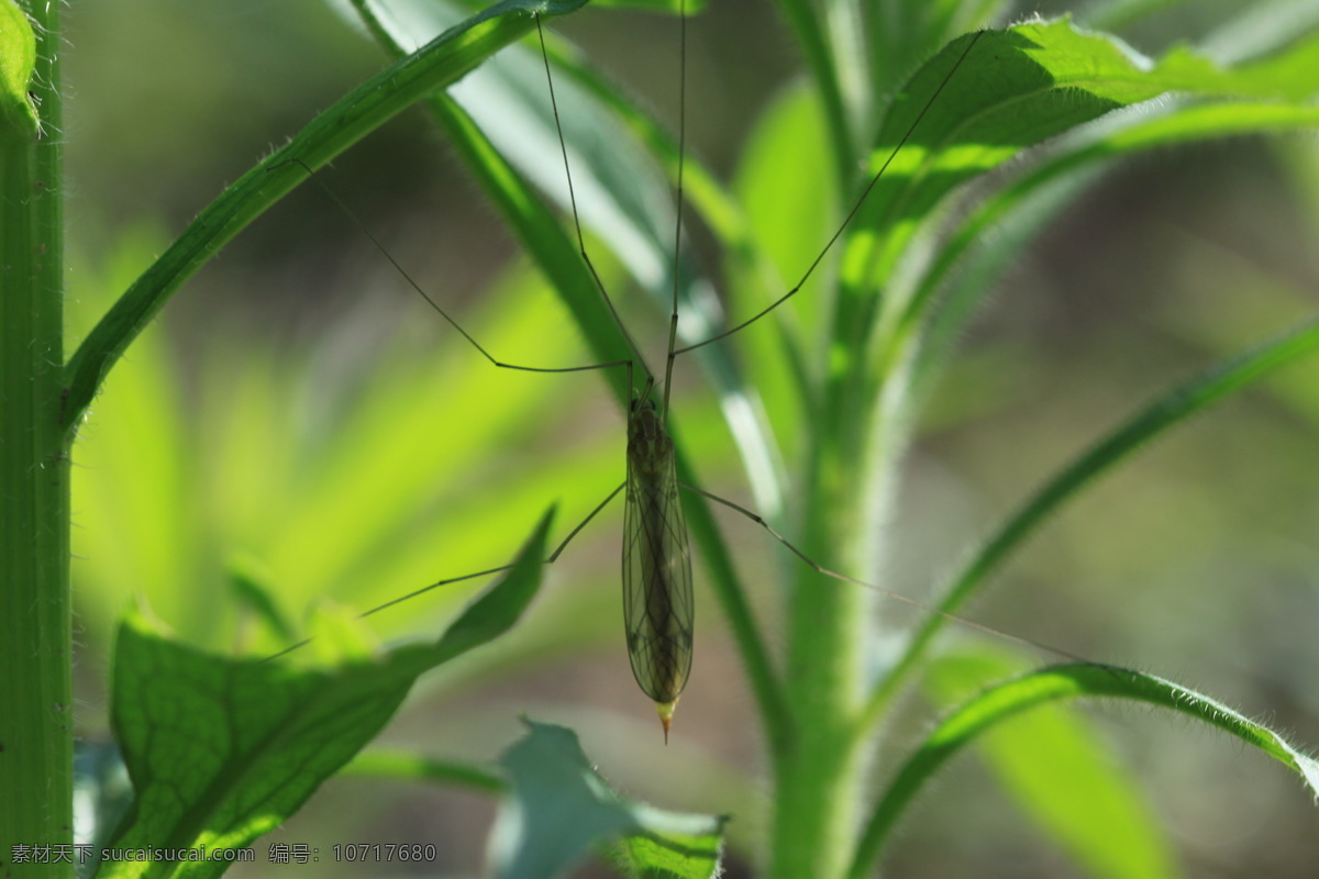 长 腿 大 蚊 长腿 昆虫 绿叶 生物世界 长腿大蚊 大蚊