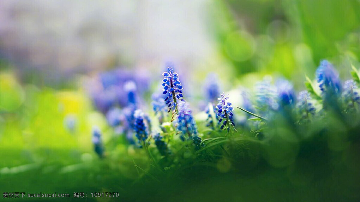 唯美 花海 春季 风景 护眼 花卉 植物 高清 清新 自然风光 花朵 生物世界 花草