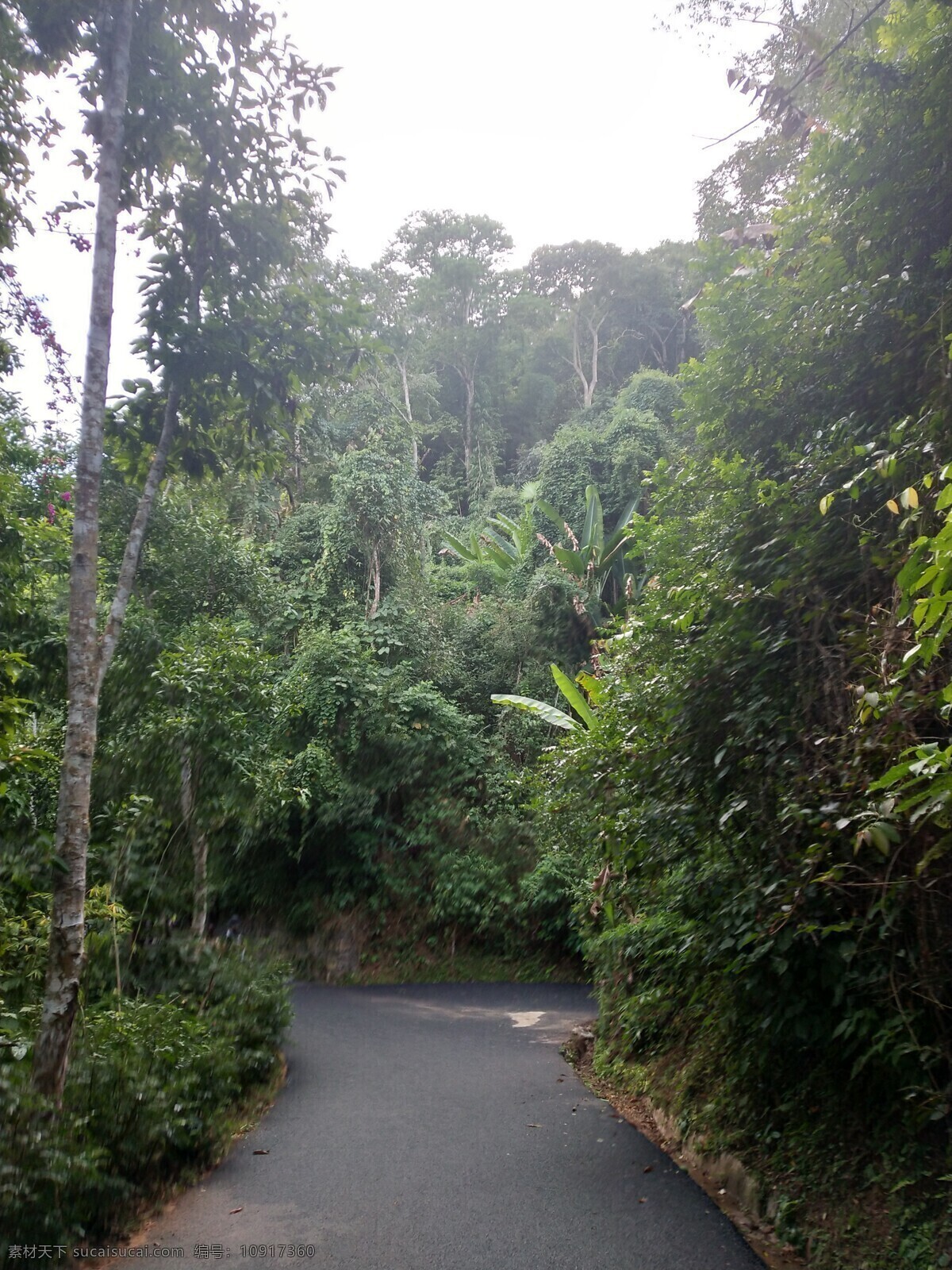 西双版纳 原始森林公园 傣族自治州 景洪 原始热带雨林 云南 休闲度假 热带景观 热带植物 自然风景 自然景观 风景