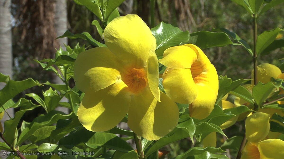 塔希提 软 枝 黄 蝉 花 股票 录像 黄色 植物 植物学 软枝黄蝉 视频 其他视频