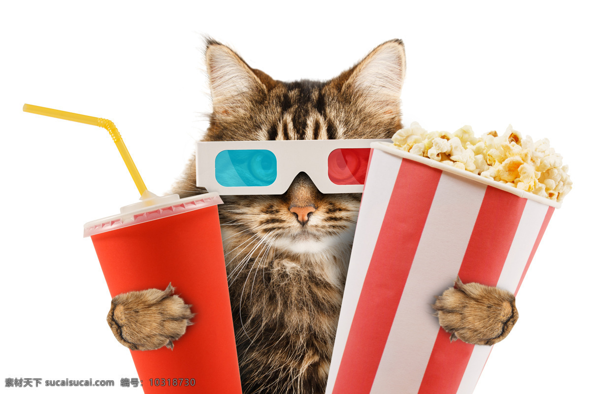 戴 3d 电影 眼镜 小猫 3d电影 爆米花 猫 宠物猫 可爱动物 动物世界 猫咪图片 生物世界