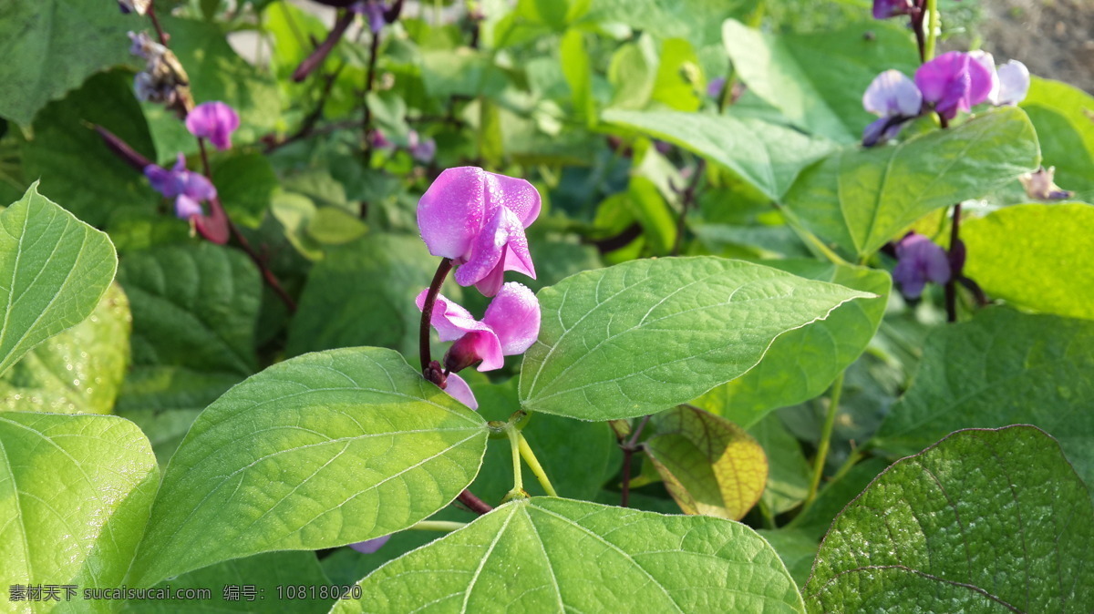 扁豆花 紫色 晨露 花草 生物世界