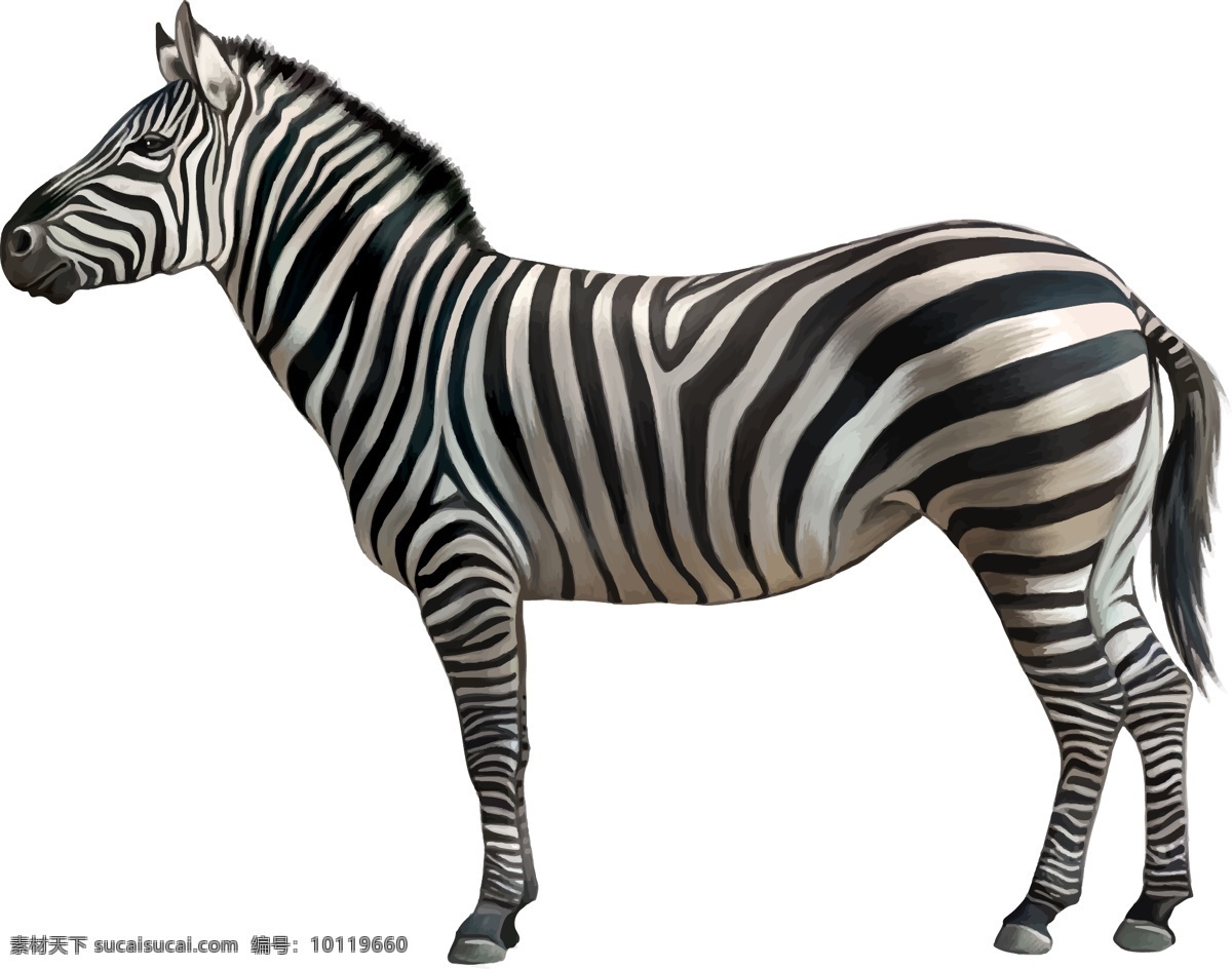 斑马 动物 斑马线 野生动物 哺乳动物 黑白条纹 食草动物 非洲野生动物 斑马纹 平面素材