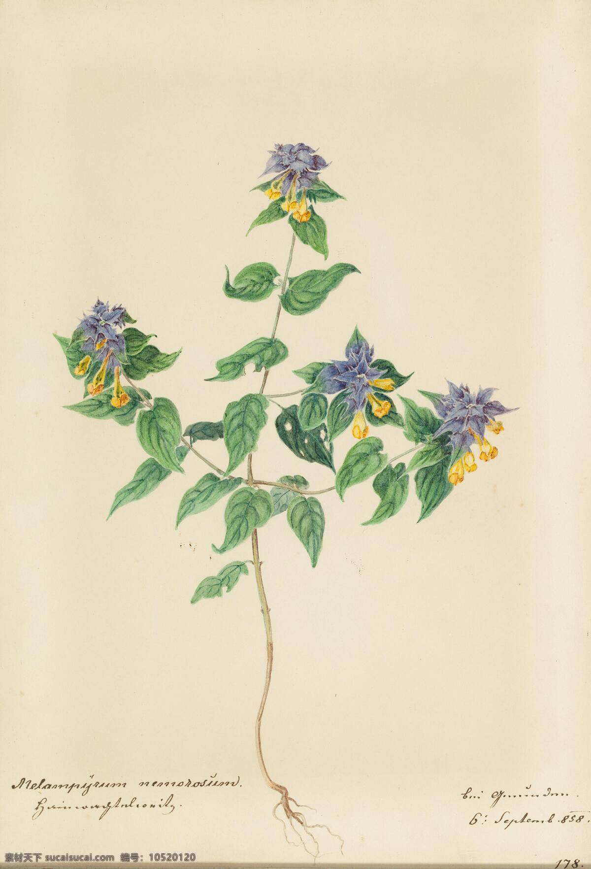 植物 奥地利画家 根茎 叶子 紫色花朵 世纪 水彩画 文化艺术 绘画书法