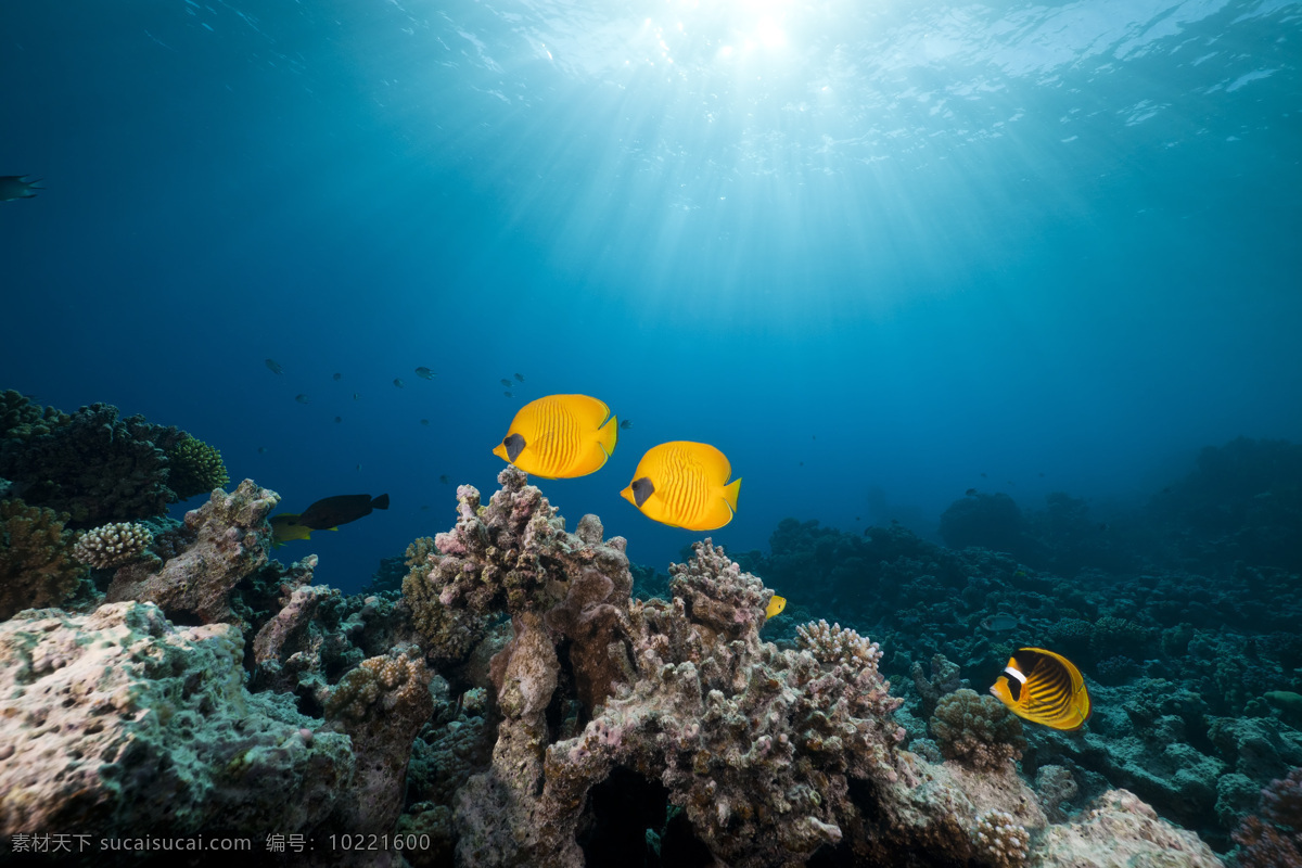 游动 鱼儿 珊瑚 鱼 鱼类动物 海底世界 海洋生物 水中生物 生物世界