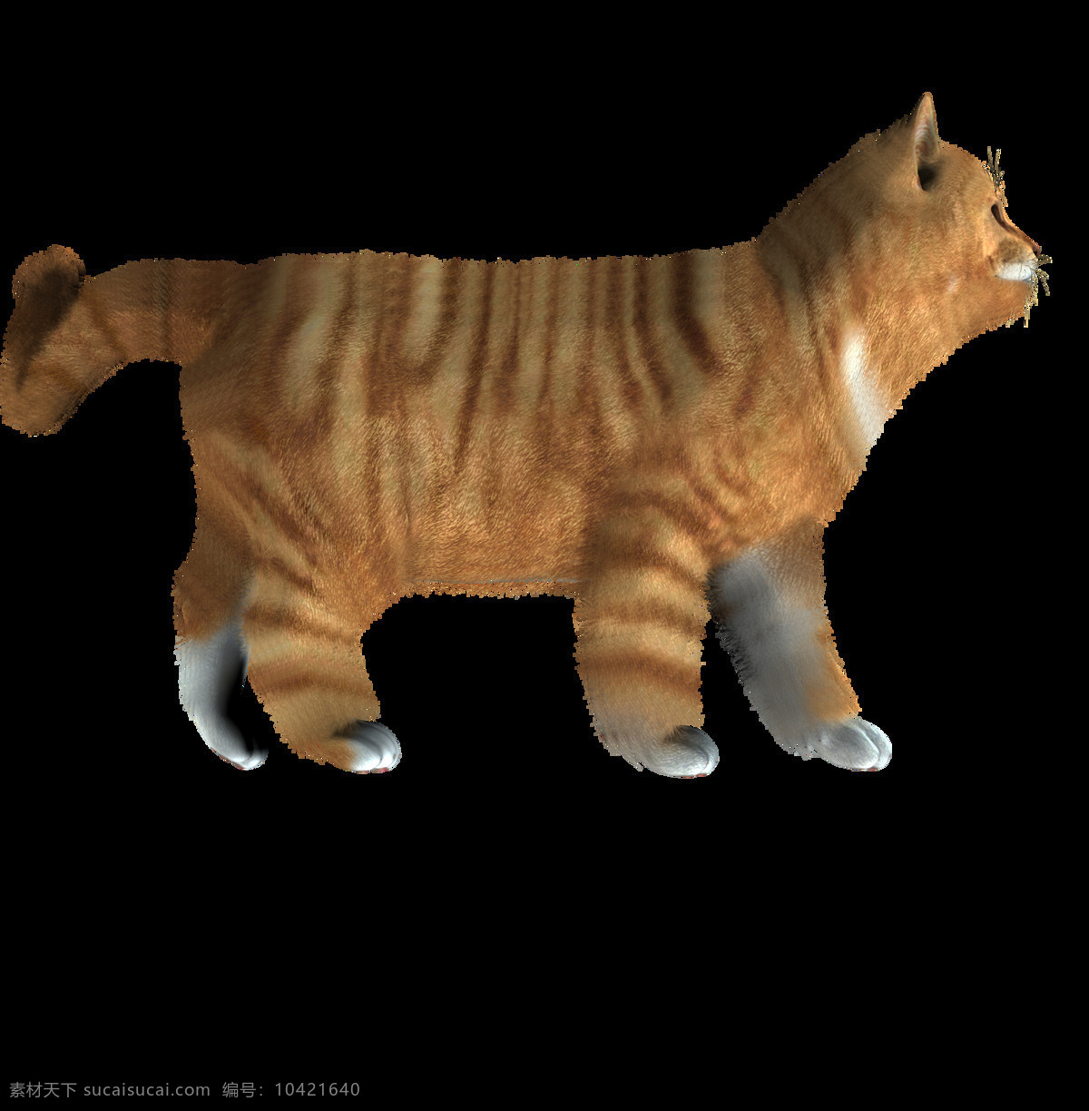 可爱 侧 面的 猫 免 抠 透明 图 层 猫科动物 可爱动物图片 家禽 家畜 动物大全 野生动物 世界 上 最 萌 动物 可爱小狗图片 死人 小 动物图片 野生动物图片 萌宠图片