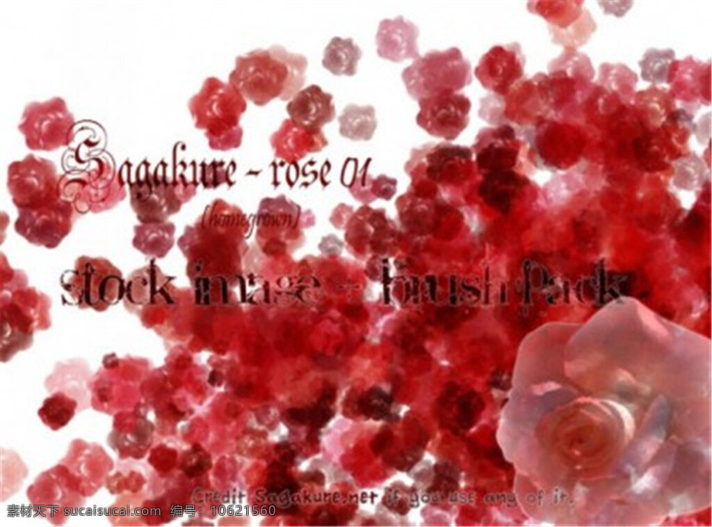 血色 玫瑰 花朵 photoshop 鲜花 笔刷 玫瑰花笔刷 血玫瑰笔刷 鲜花笔刷 白色