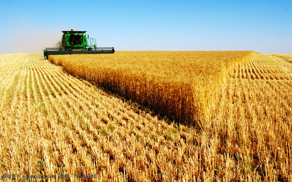 收割小麦 庄稼 麦田 田野 丰收 麦子 收割机 自然风景 现代科技 农业生产
