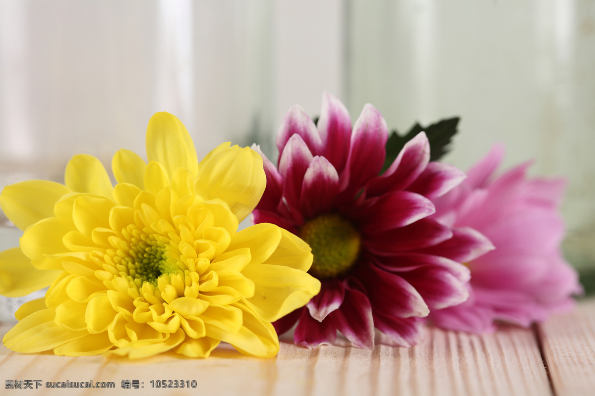 地板 上 黄色 红色 花朵 花朵花卉 美丽花朵 植物花朵 鲜花 花草树木 生物世界