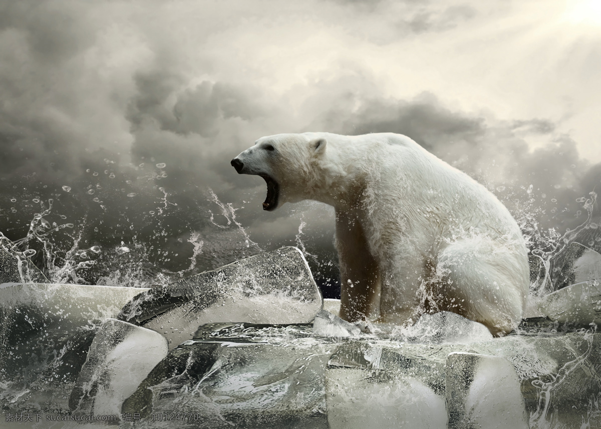 创意 冰块 上 怒吼 北极 创意冰块 北极熊 高清图片 动物保护 环境保护 气候变暖 爱护环境 公益广告 灰色调 野生动物 生物世界