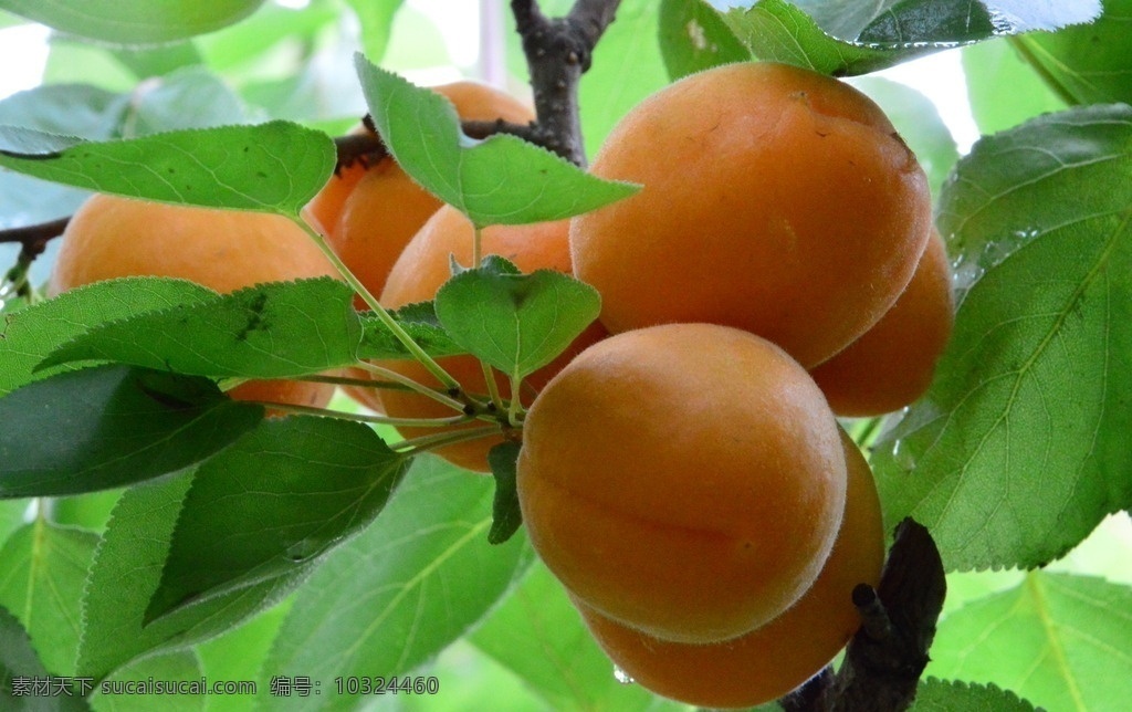 甜杏 大黄杏 果实 植物 水果 成熟 绿叶 红色 枝叶 园林景观 绿化景观 果品果实 生物世界