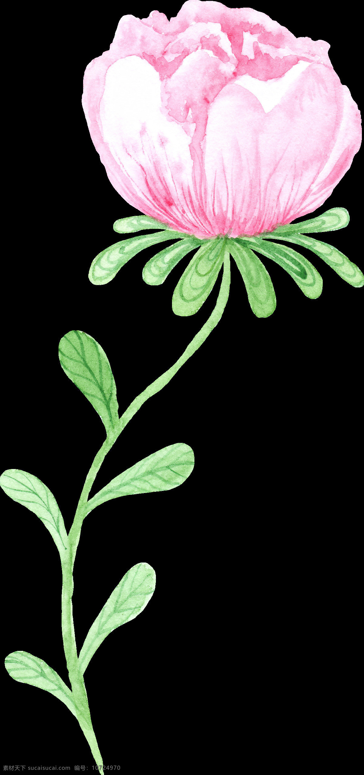 妖媚 粉色 花卉 透明 水彩 卡通 免扣 手绘 透明素材 装饰 设计素材 淘宝素材 海报设计装饰 装饰图案