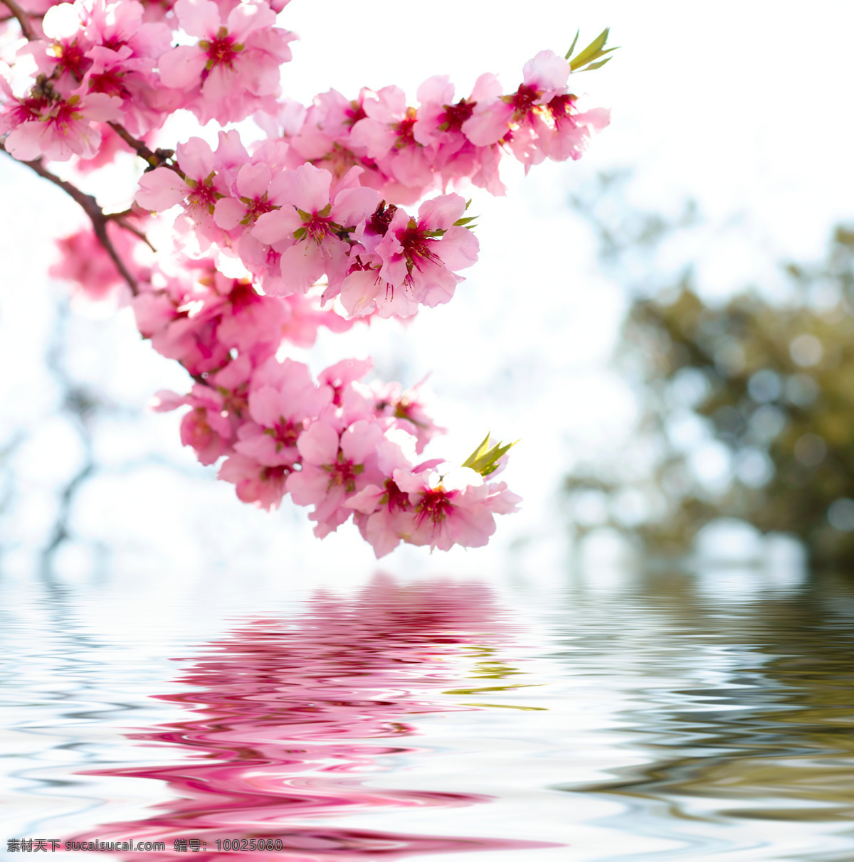 水面桃花 桃花 倒影 水纹 粉色 鲜花 花草 水中 水面 红色 粉红桃花 背景 花朵 花瓣 生物世界