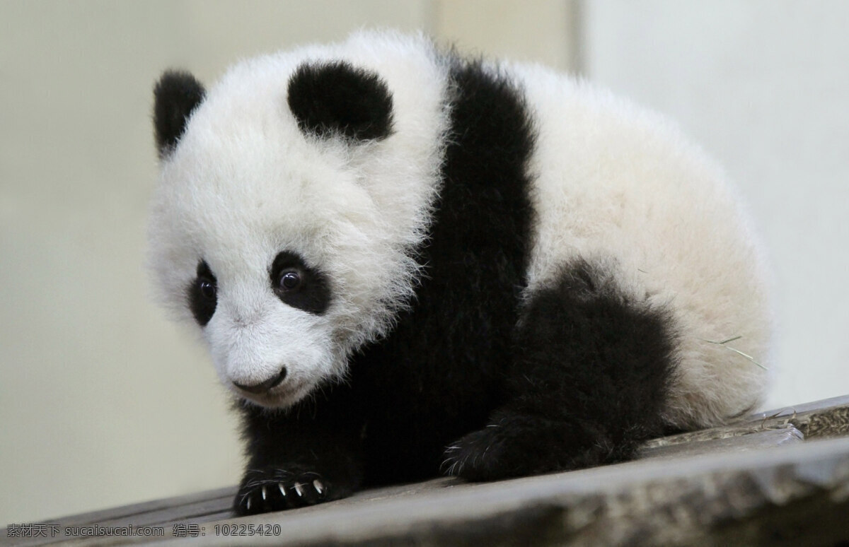 熊猫 四川熊猫基地 国宝 大熊猫 国家级保护 生物世界 野生动物