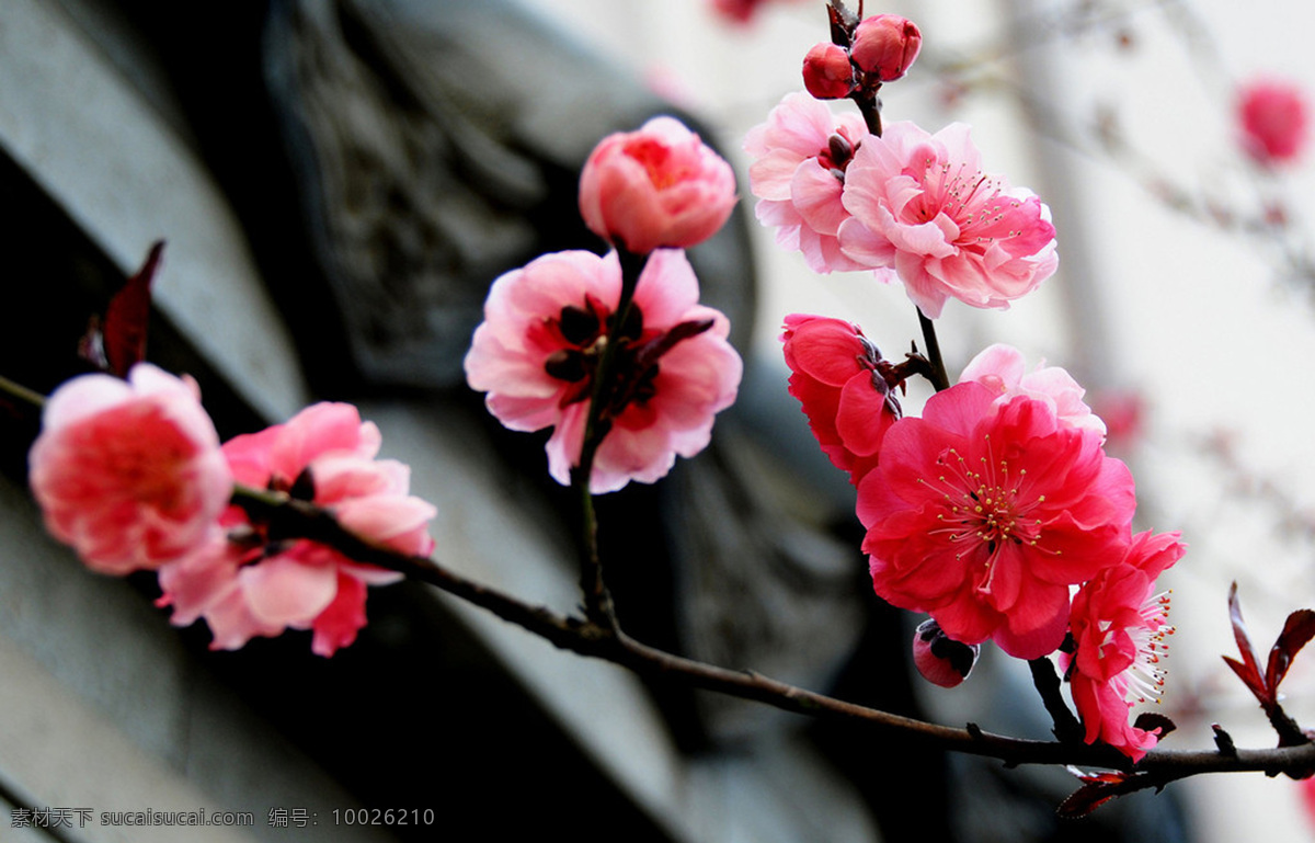 高清 鲜艳 粉色 梅花 鲜花 花卉 花朵 花草 花枝